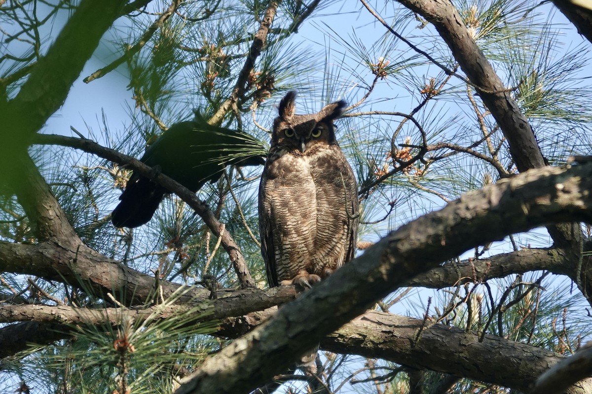 Great Horned Owl - ML333706741