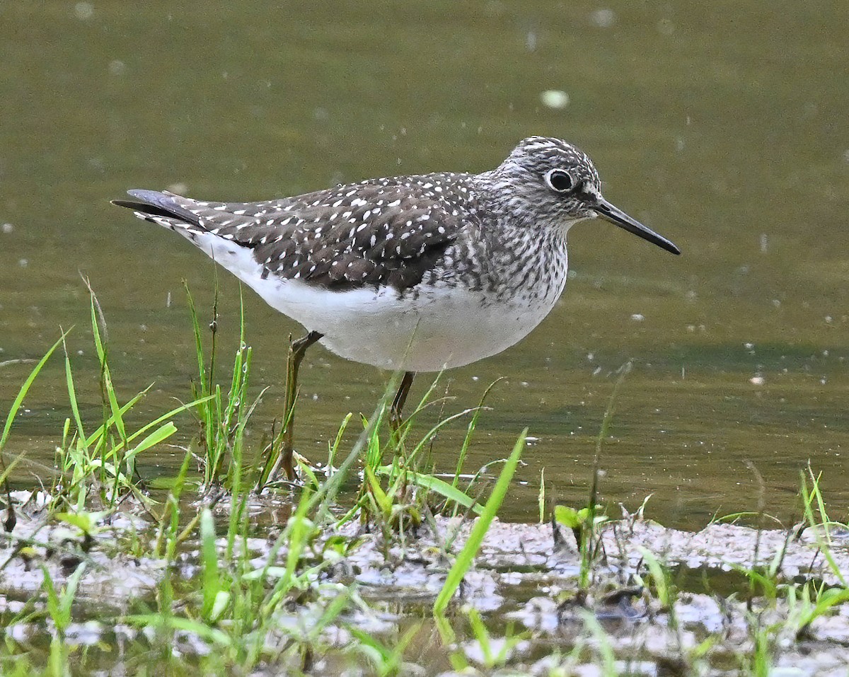 Solitary Sandpiper - ML333708191
