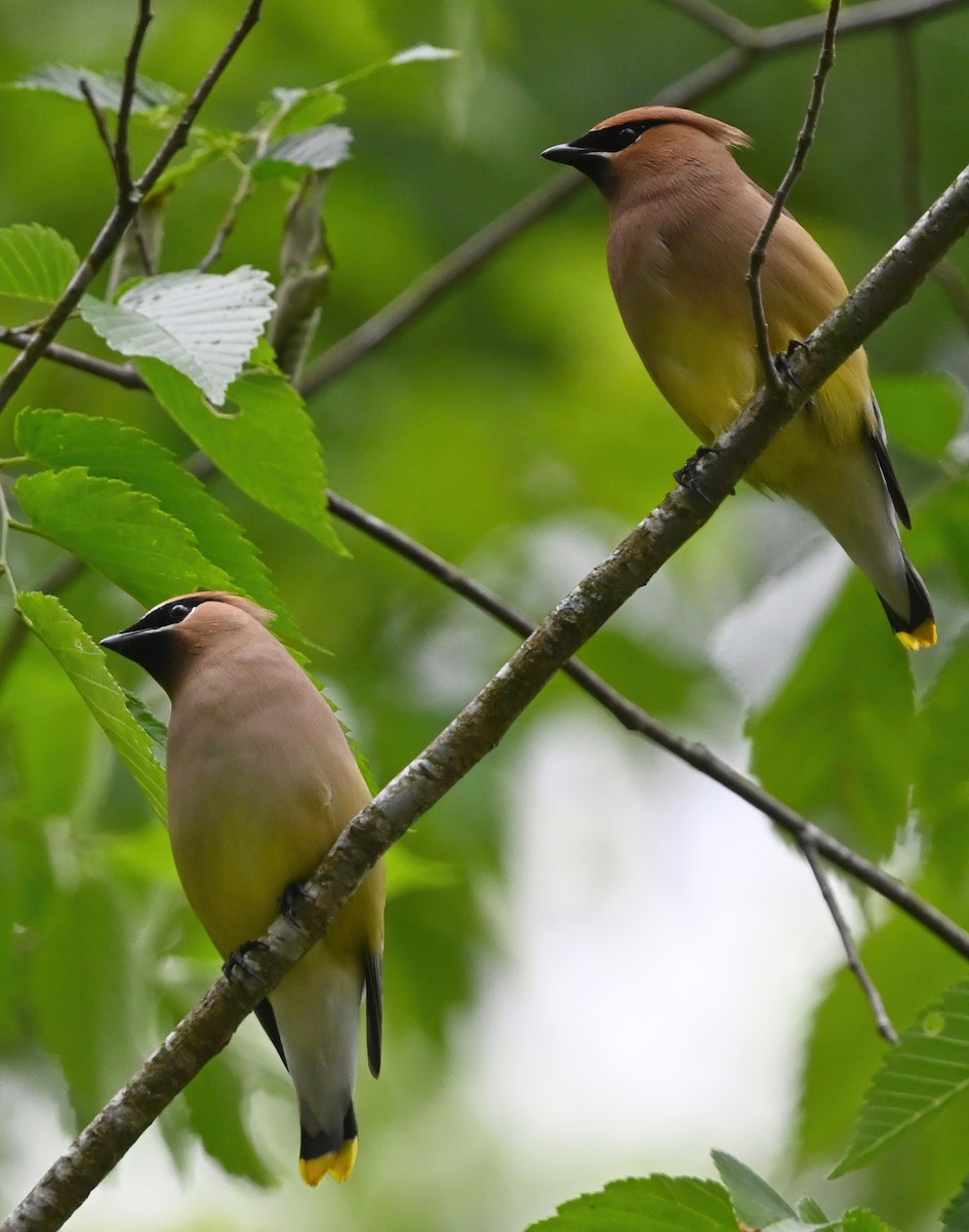 Cedar Waxwing - ML333708271