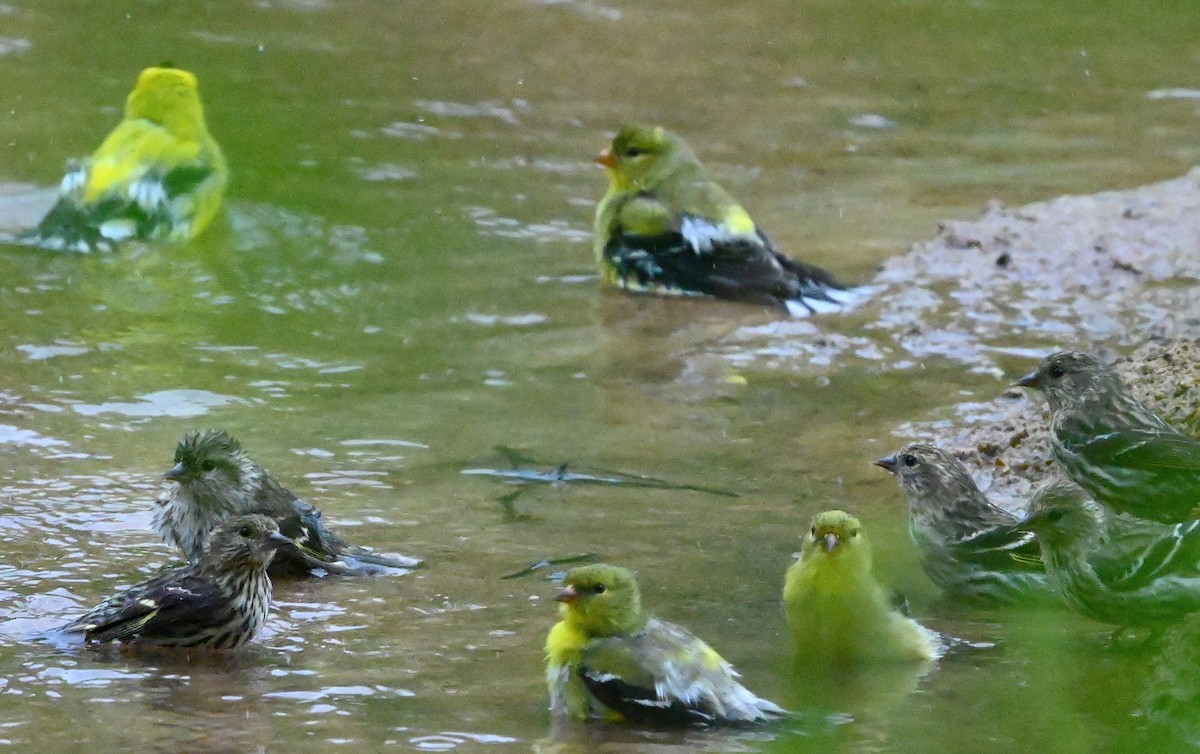 Pine Siskin - Ann Stinely