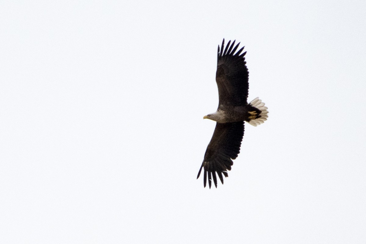 White-tailed Eagle - ML333710321