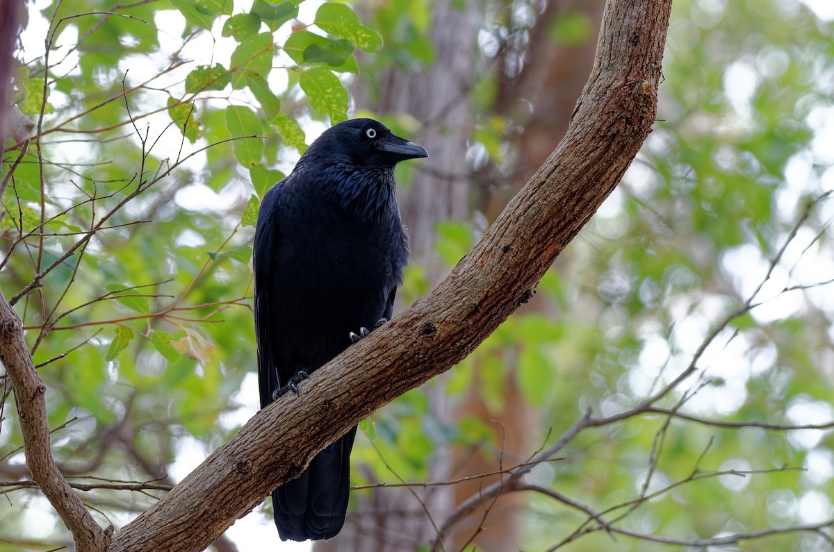 Australian Raven - ML333710681