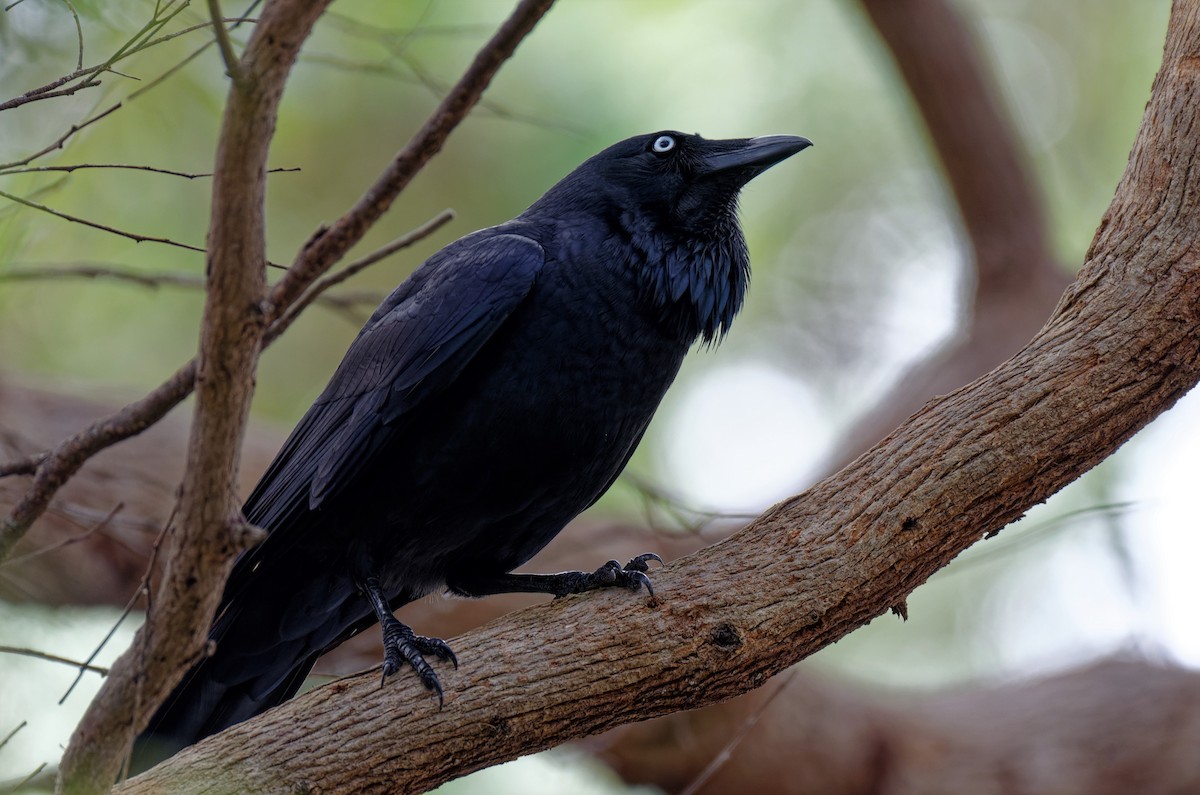 Australian Raven - ML333710691