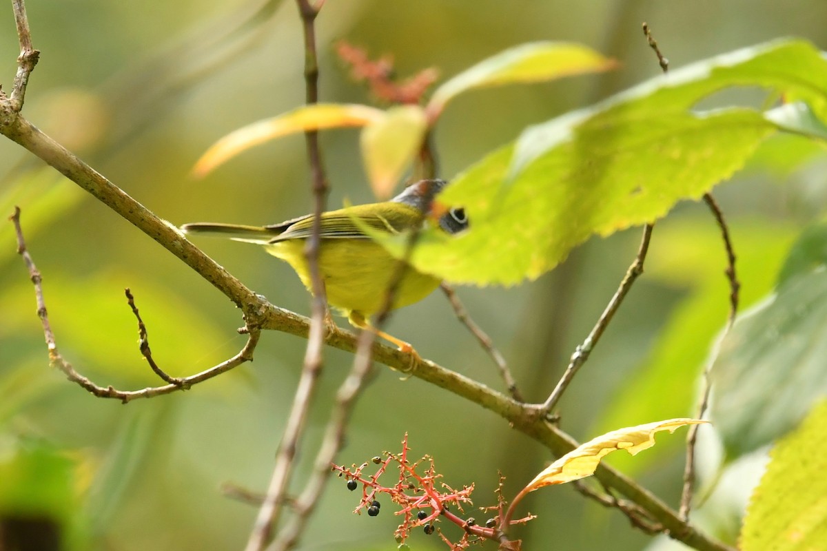 Gray-cheeked Warbler - ML333711081