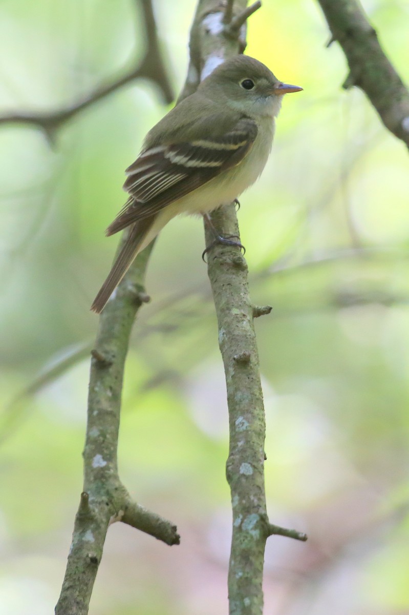 Acadian Flycatcher - Tim Lenz