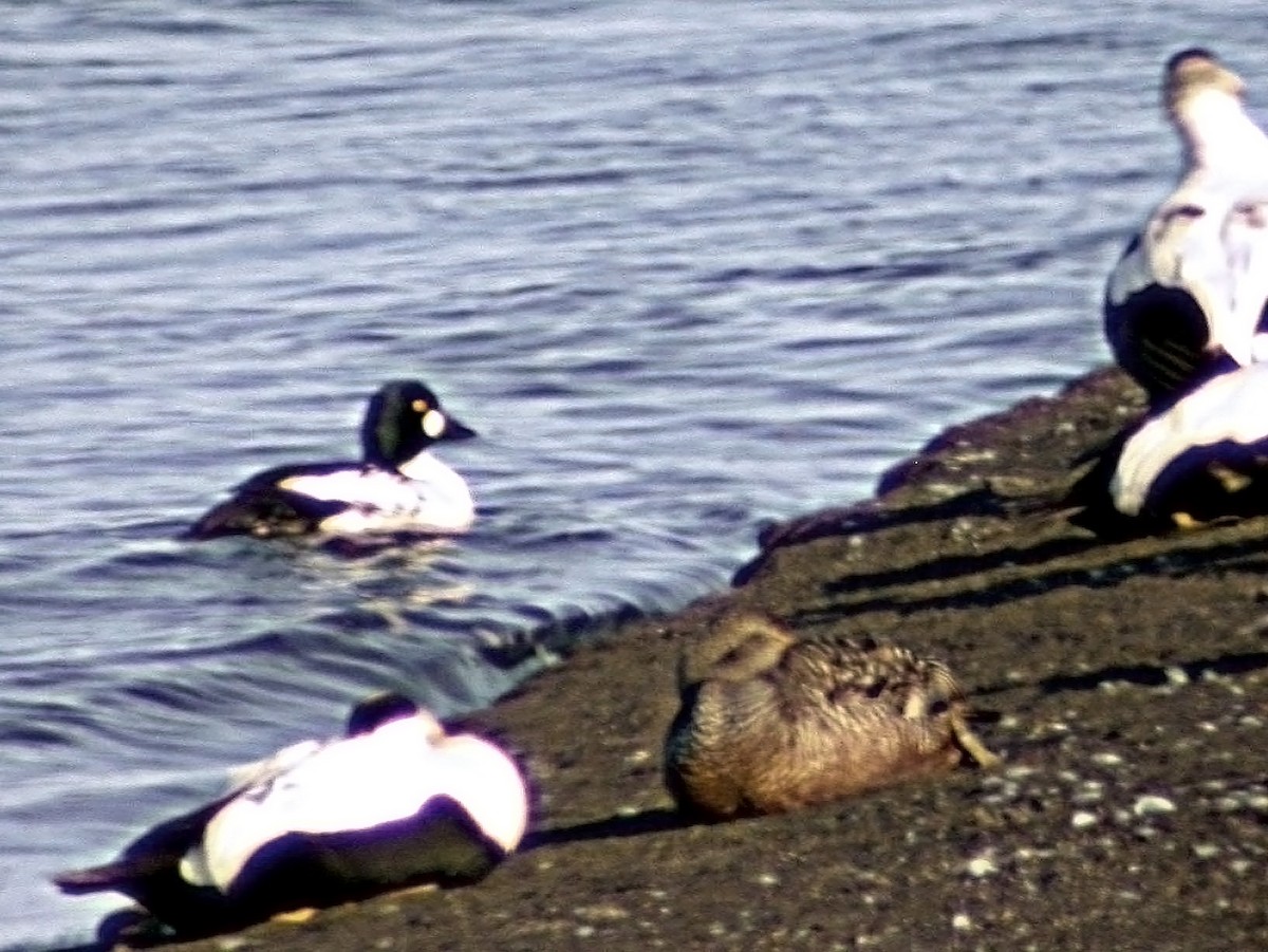 Common Goldeneye - Antonio Ceballos Barbancho