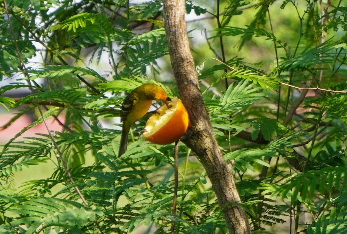 Flame-colored Tanager - ML333715801