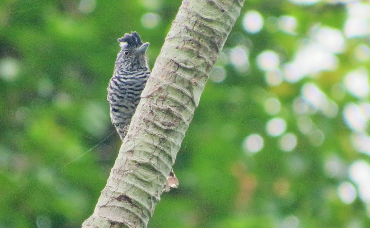 Barred Antshrike - ML33371581