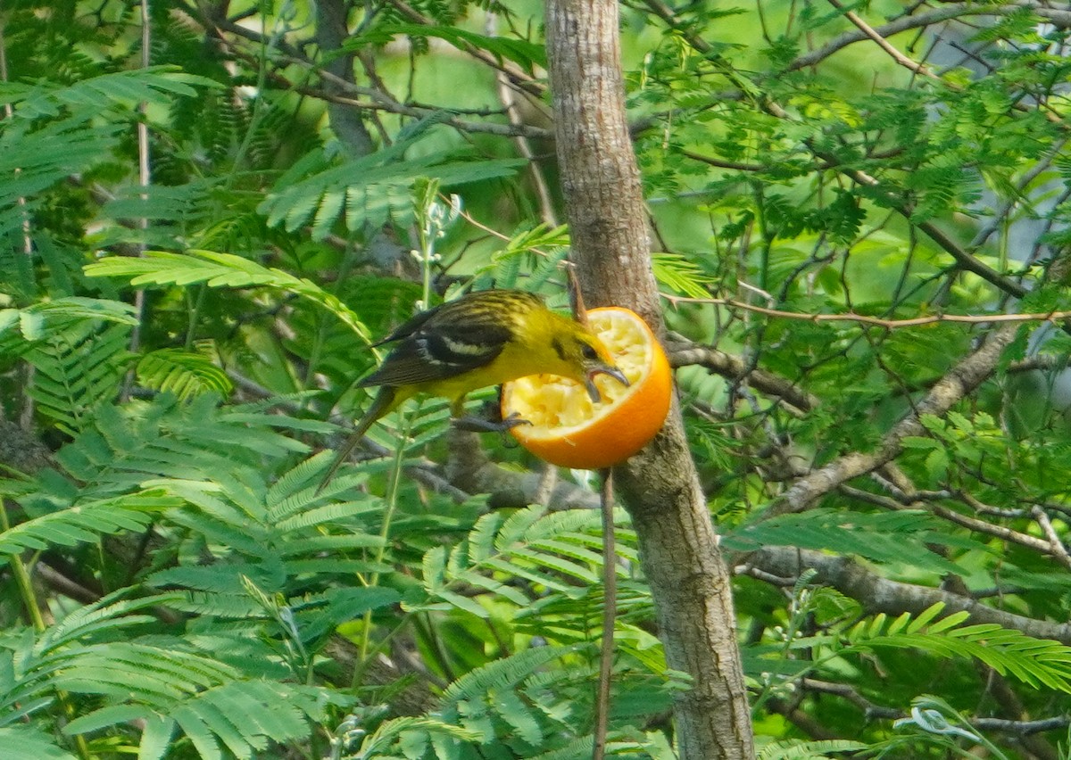 Flame-colored Tanager - ML333715911
