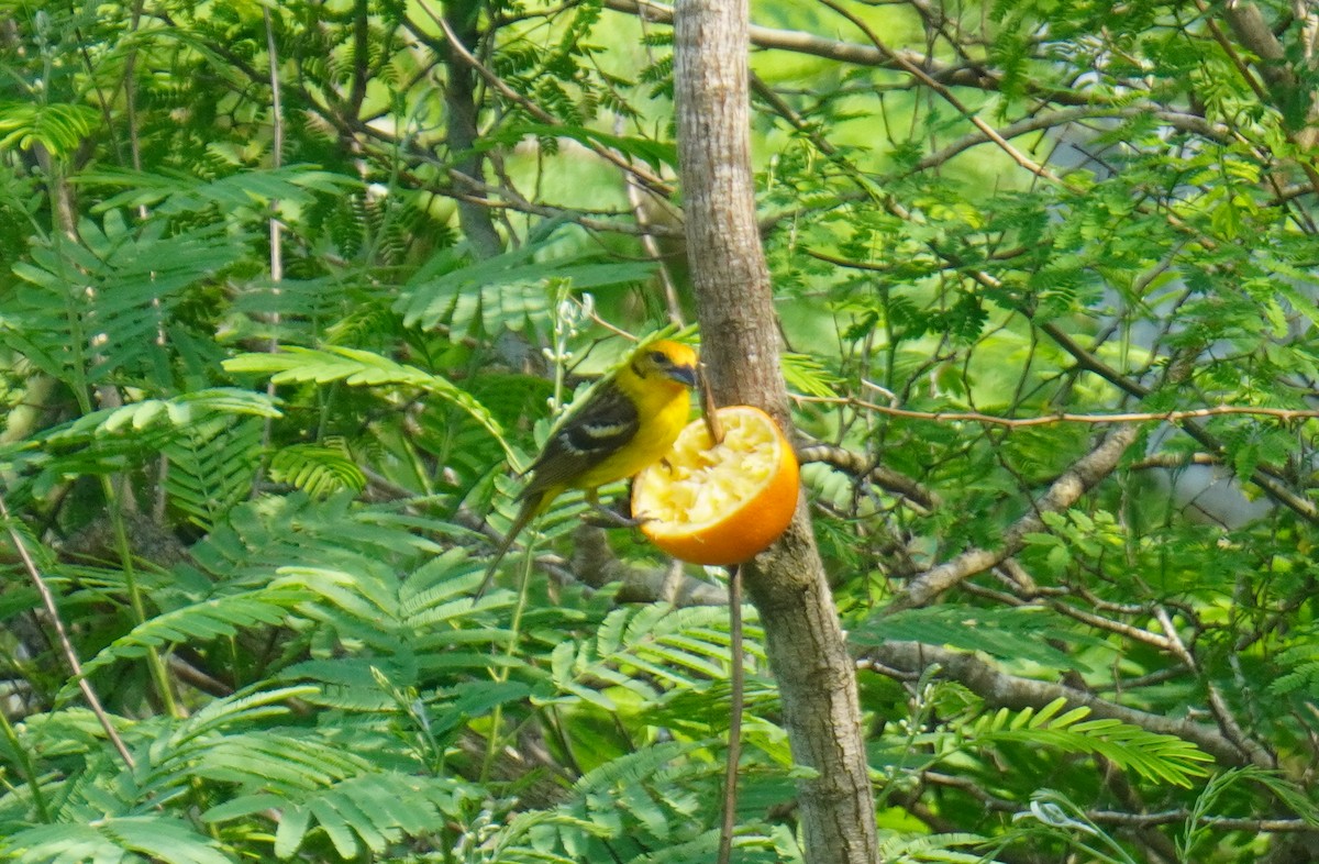 Flame-colored Tanager - ML333715991