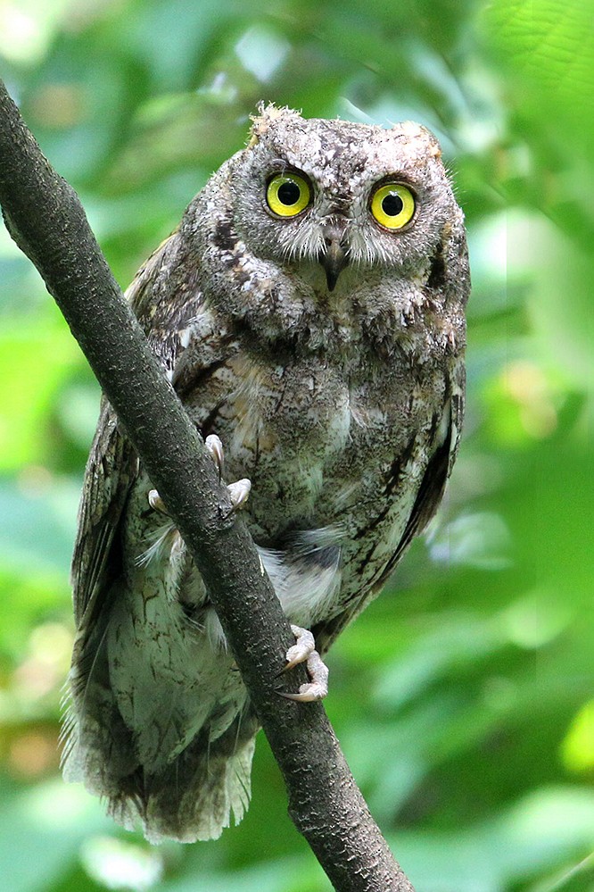 Oriental Scops-Owl - ML333716201