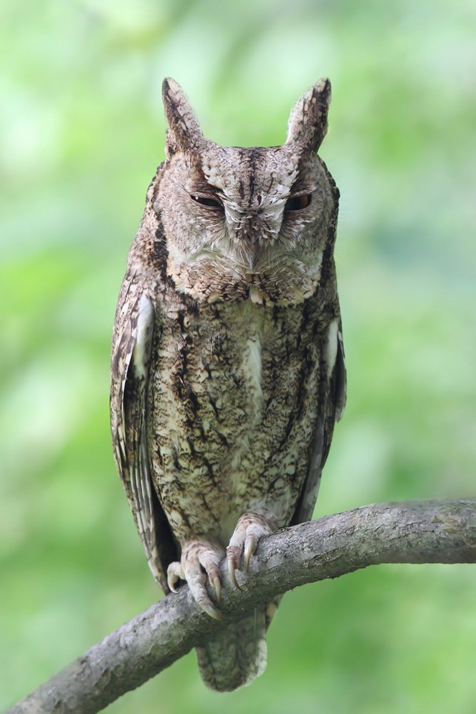 Japanese Scops-Owl - ML333716251