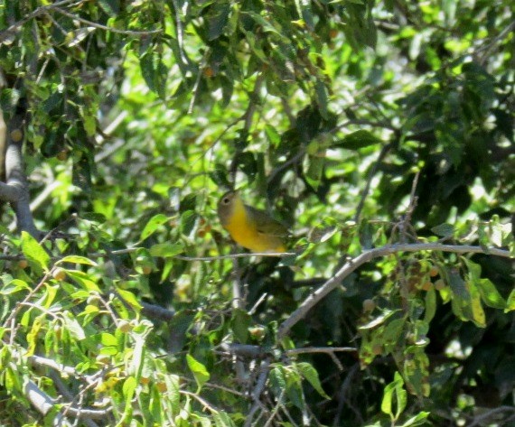 Nashville Warbler - ML33371661