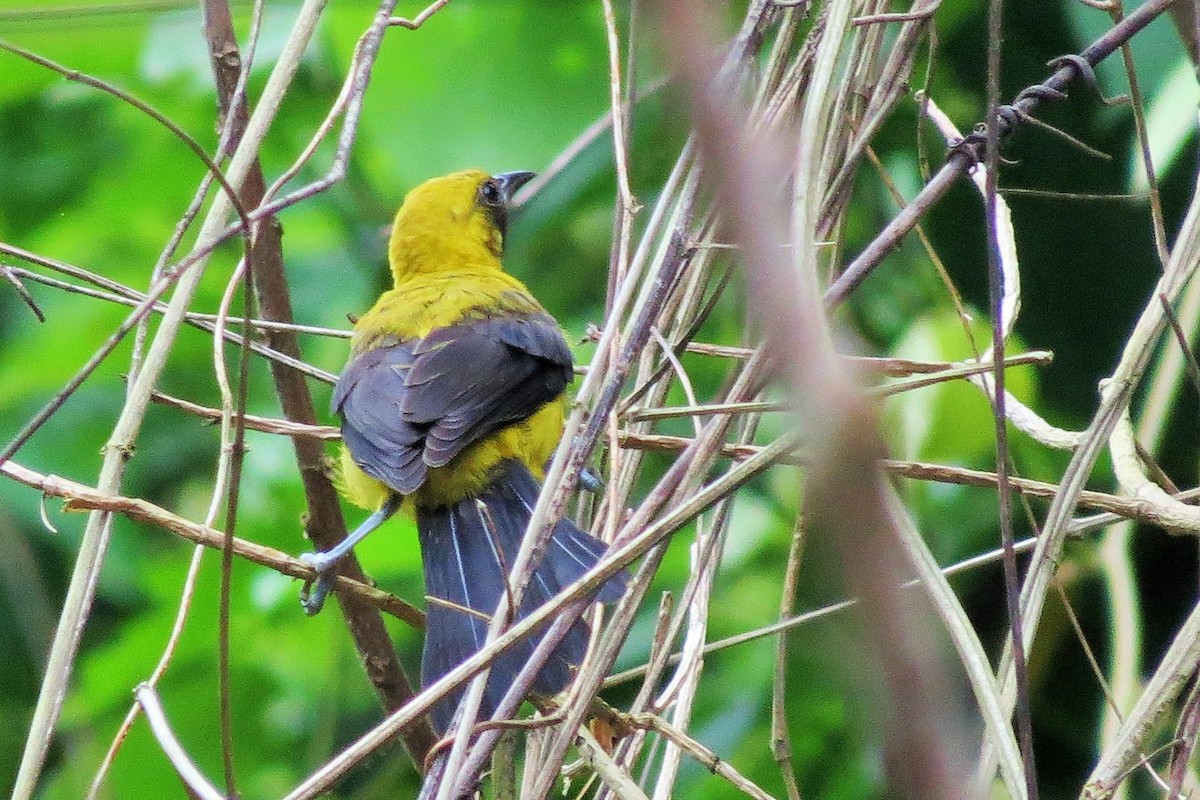 Black-cowled Oriole - Oliver  Komar