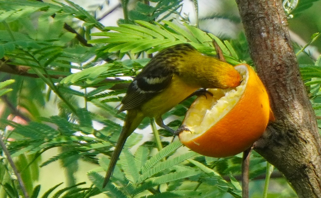 Flame-colored Tanager - ML333716971