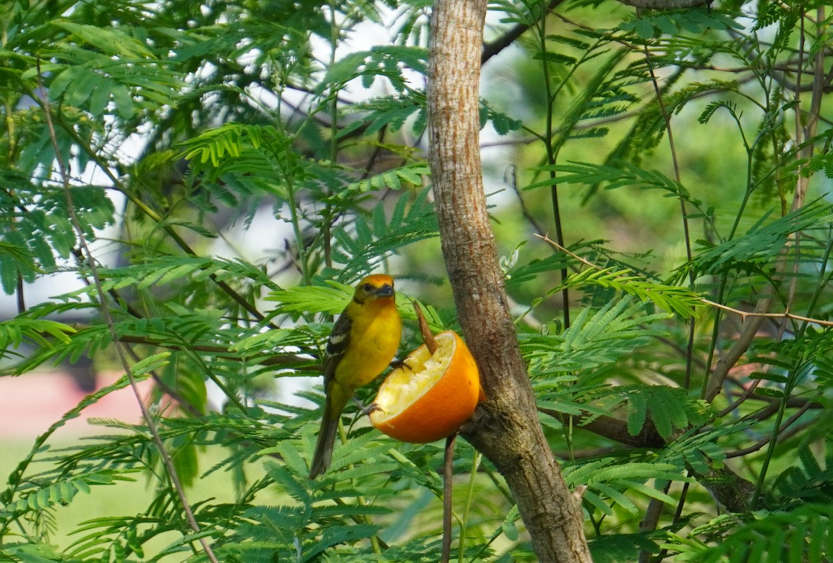 Flame-colored Tanager - ML333717031
