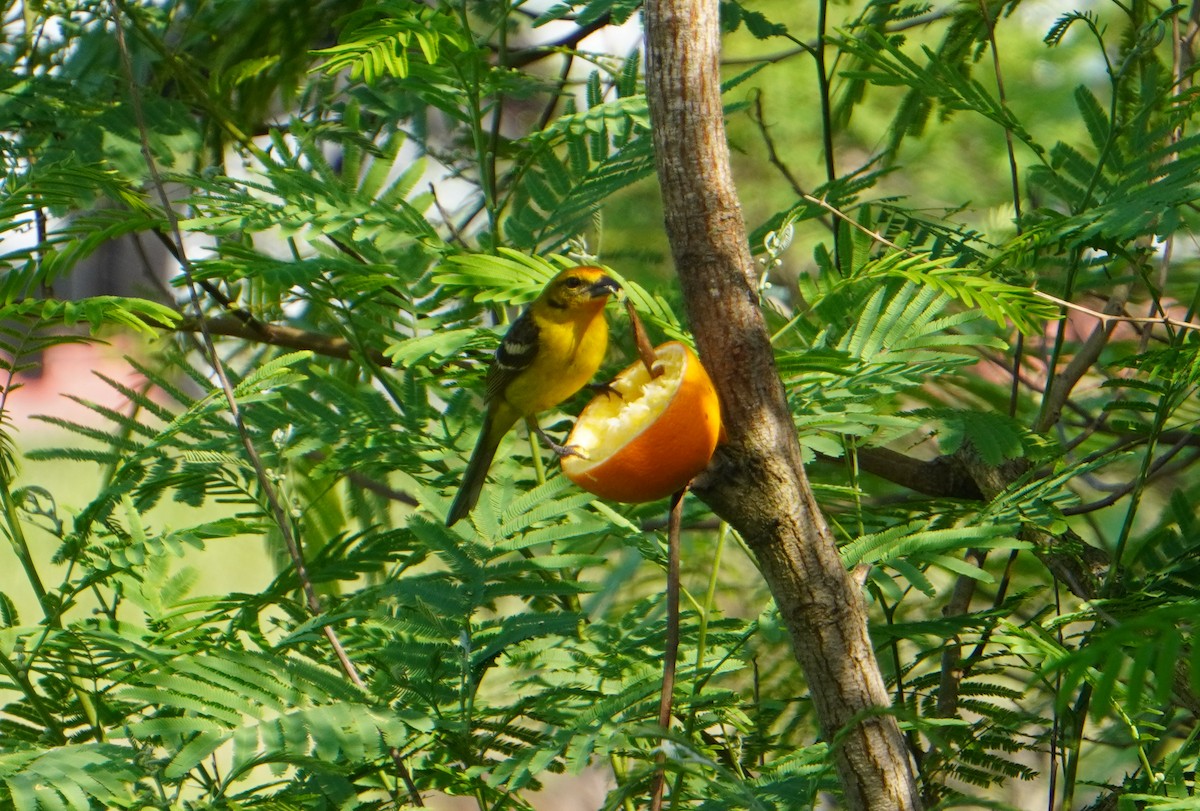 Flame-colored Tanager - ML333717511