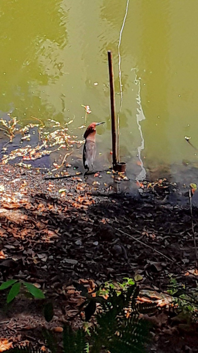 Rufescent Tiger-Heron - ML333717581