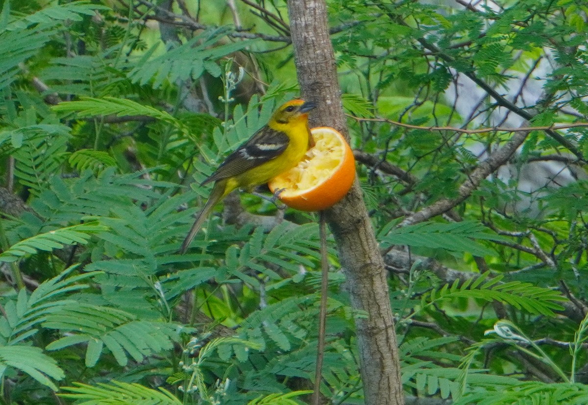 Flame-colored Tanager - ML333719791
