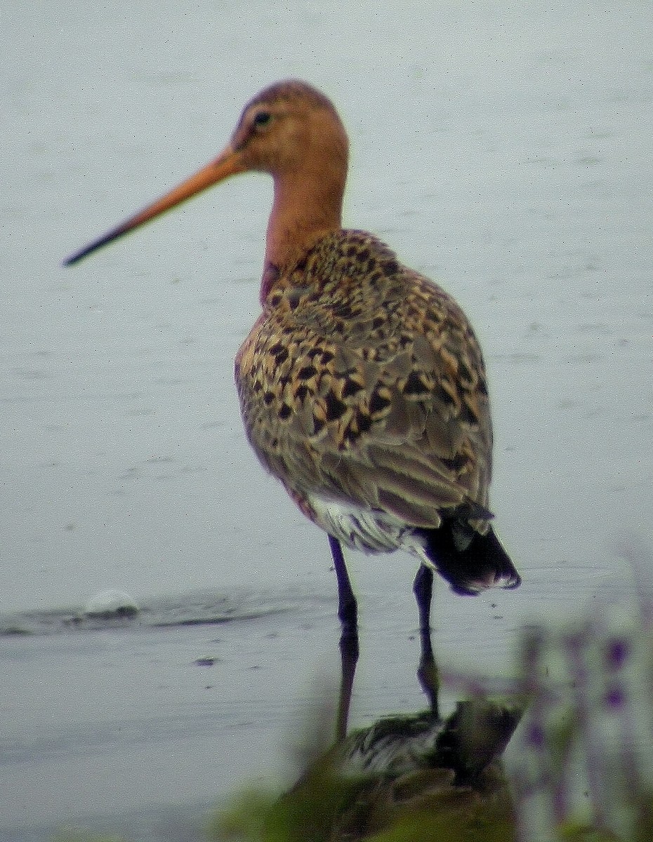 Black-tailed Godwit (islandica) - ML333719811