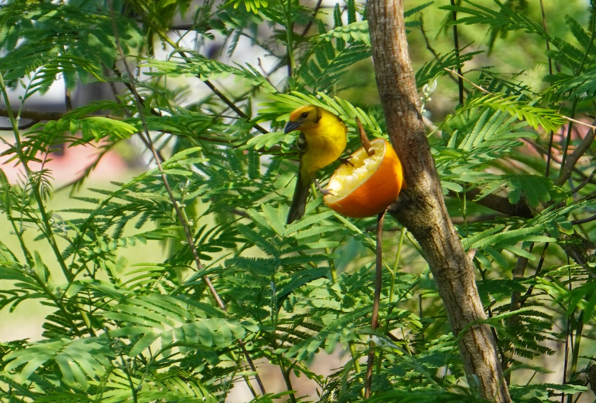 Flame-colored Tanager - ML333720181