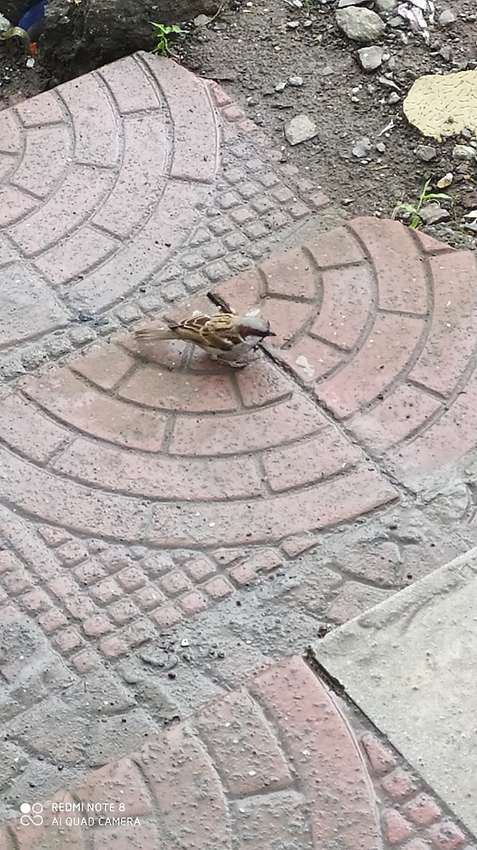 House Sparrow - ML333720531