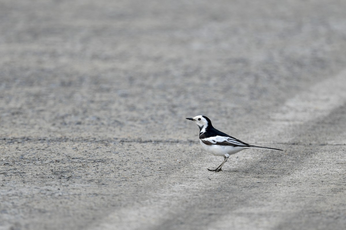 White Wagtail (Chinese) - ML333720651