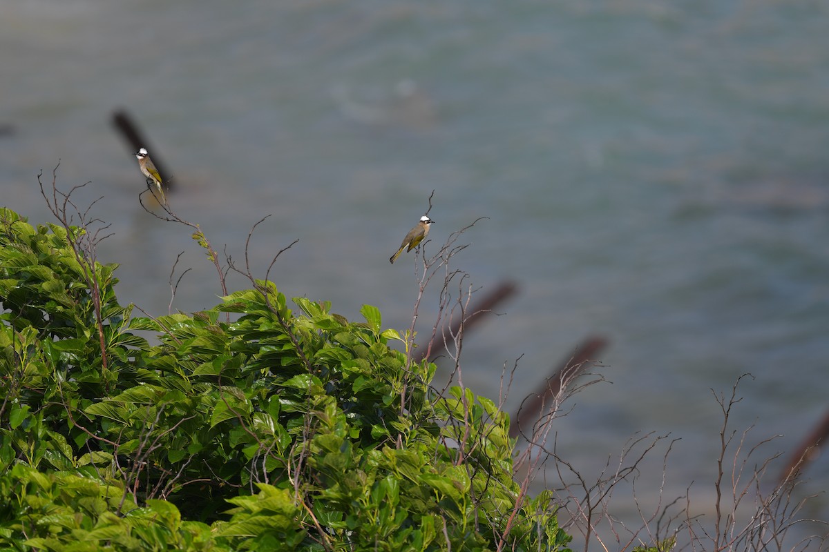 Light-vented Bulbul (sinensis) - Ting-Wei (廷維) HUNG (洪)