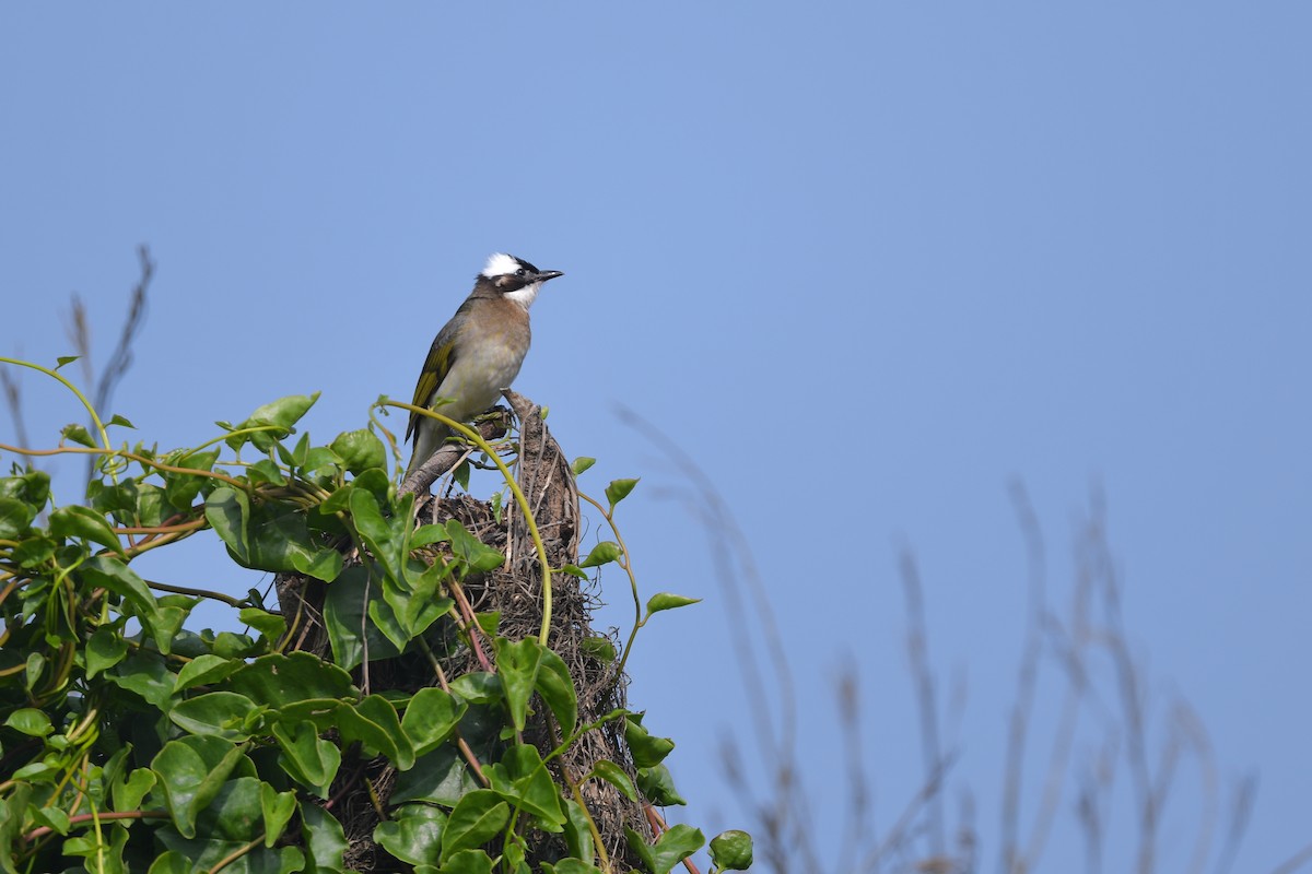 Bulbul de Chine (sinensis) - ML333720811