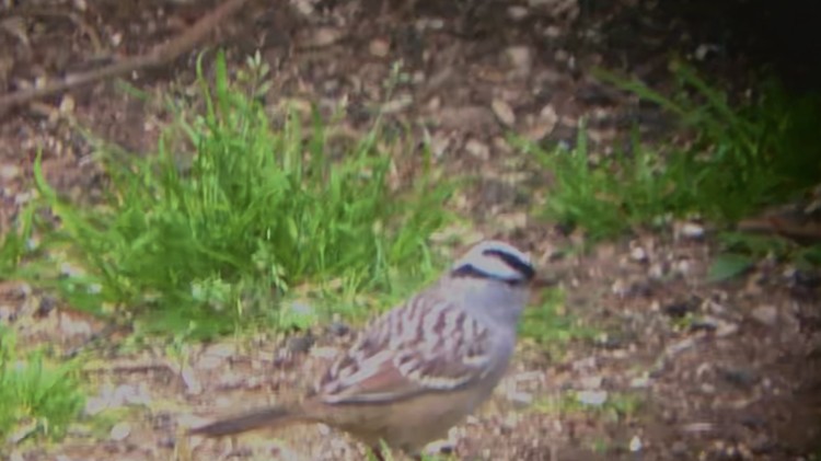 White-crowned Sparrow - ML333721381