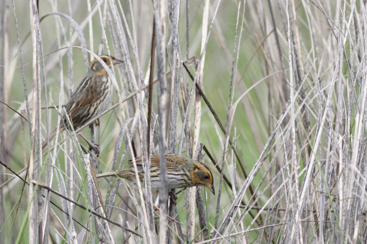 Saltmarsh Sparrow - Ian Davies