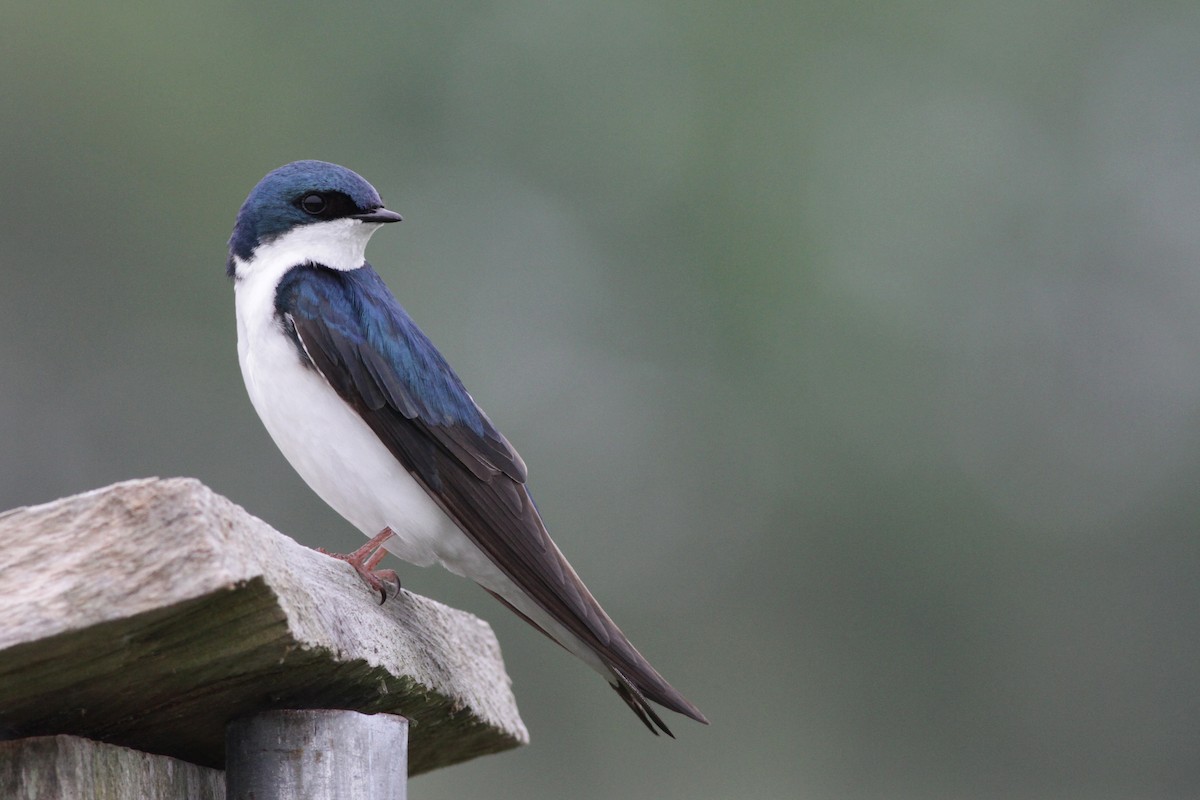 Tree Swallow - Ian Davies