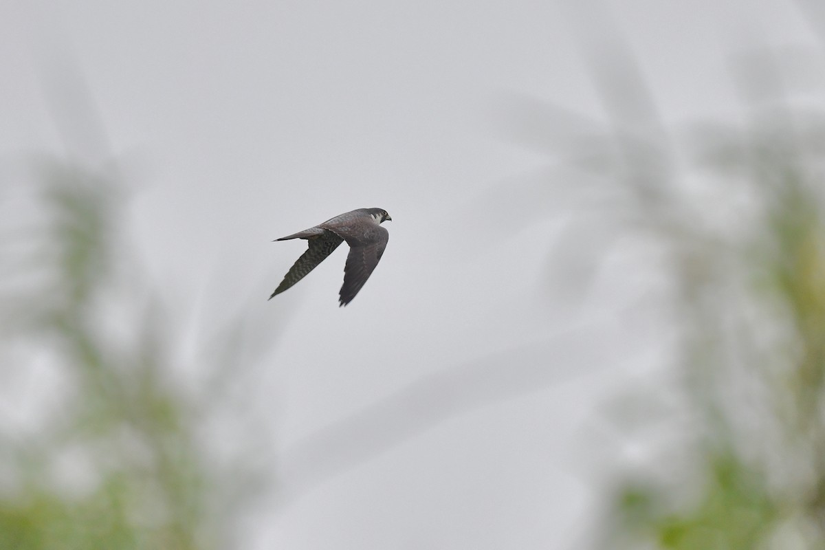 Peregrine Falcon - ML333723261