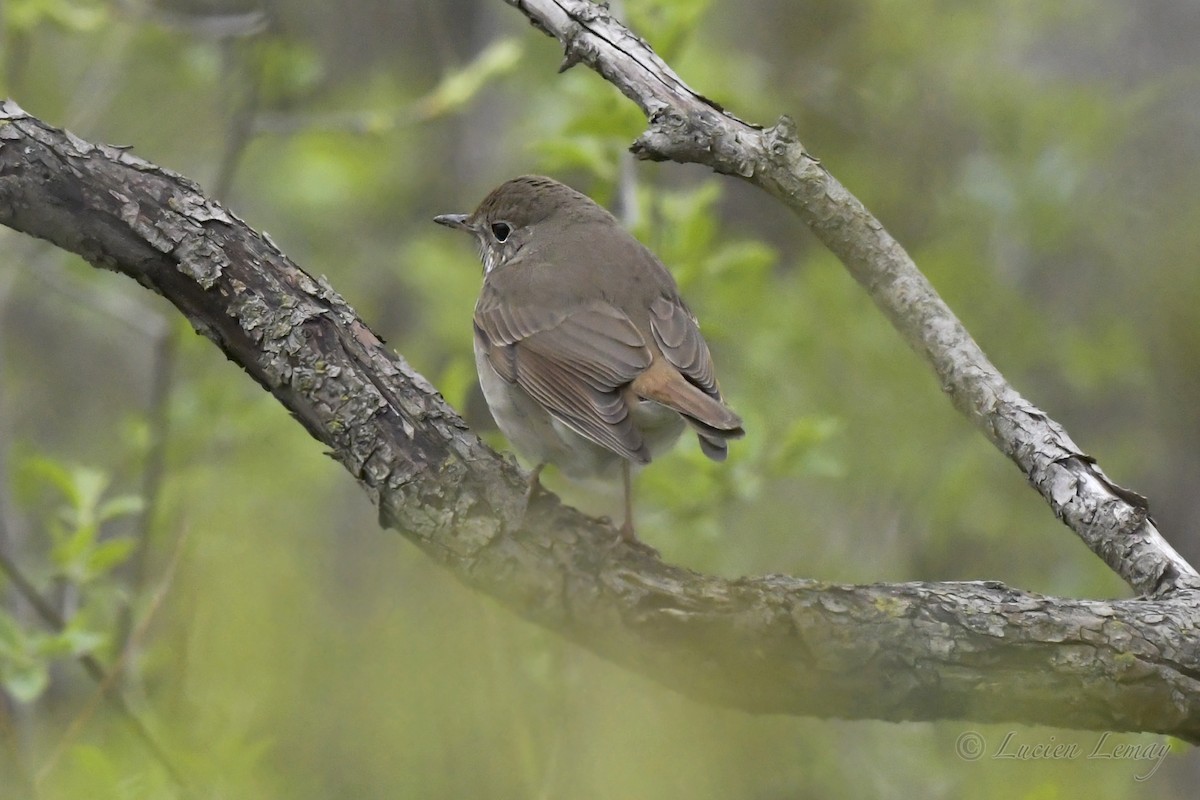 קיכלי חלוד-זנב - ML333723521