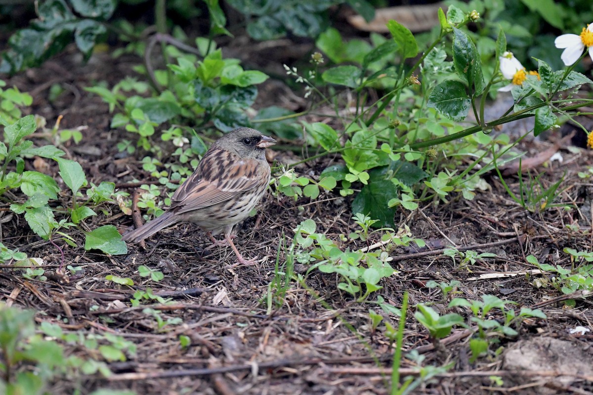 Black-faced/Masked Bunting - ML333723601