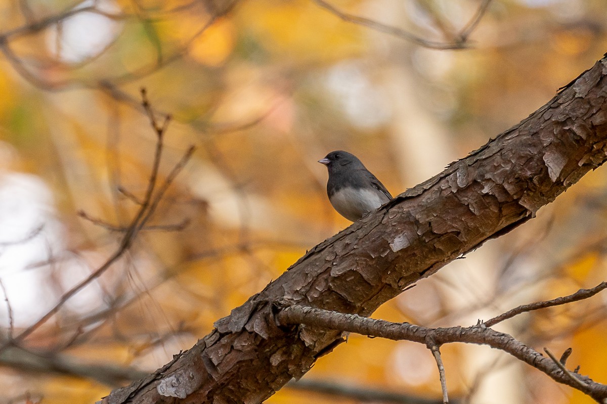 Dark-eyed Junco - ML333724961