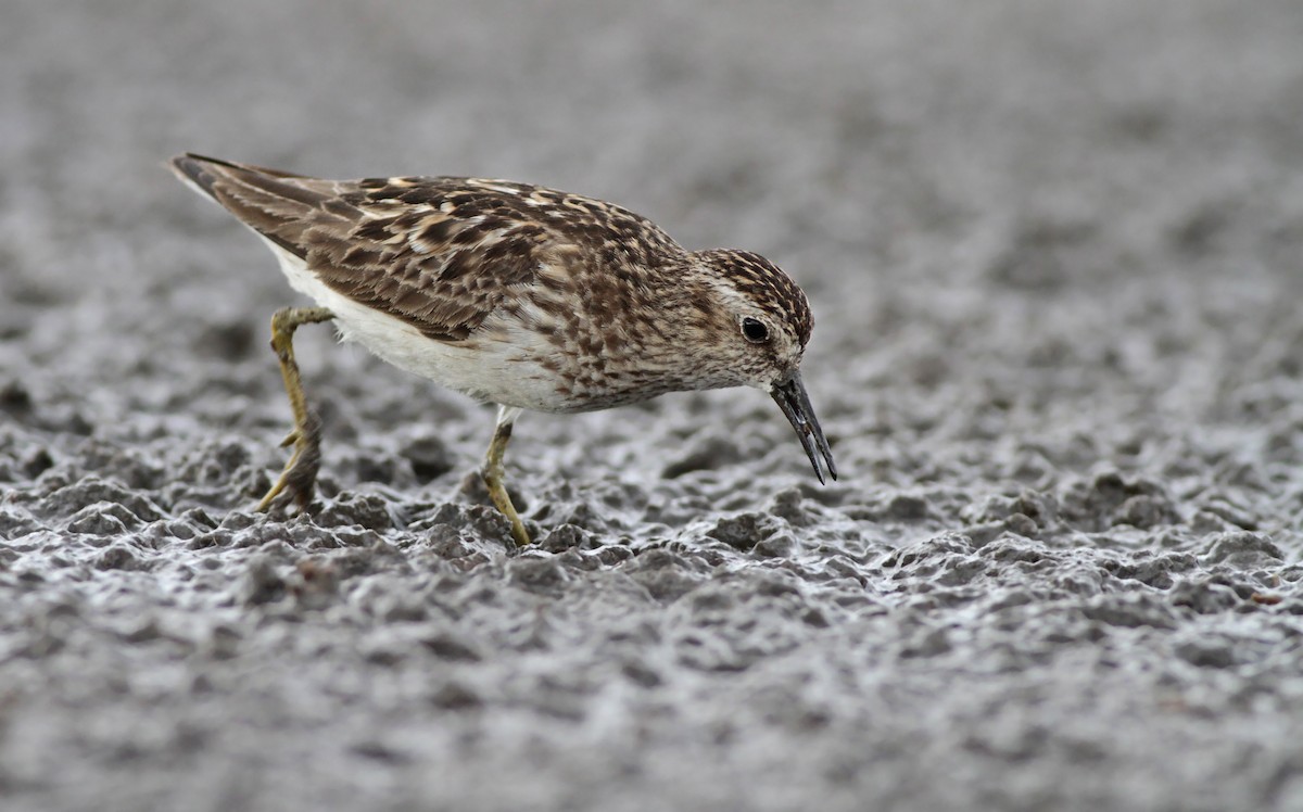 Least Sandpiper - ML33372551