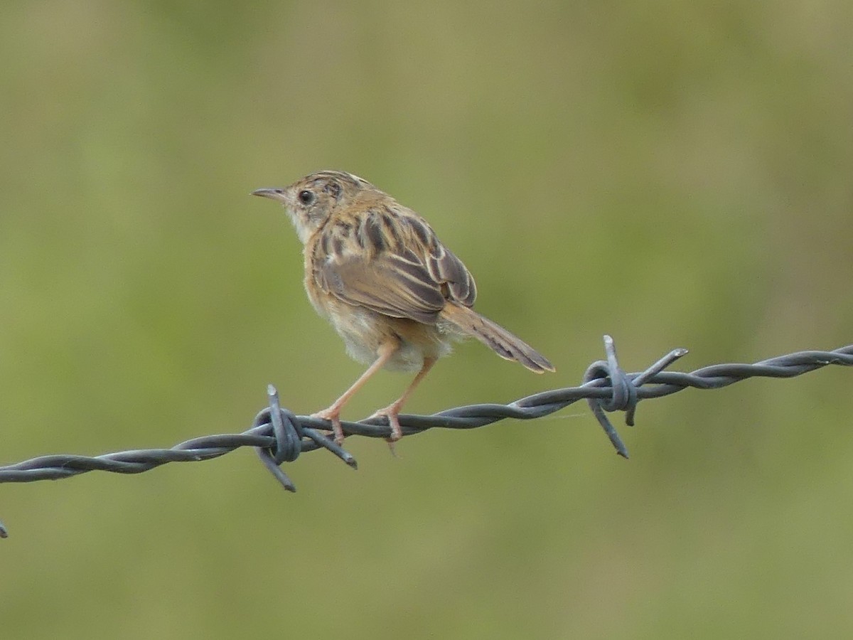 Golden-headed Cisticola - ML333726711