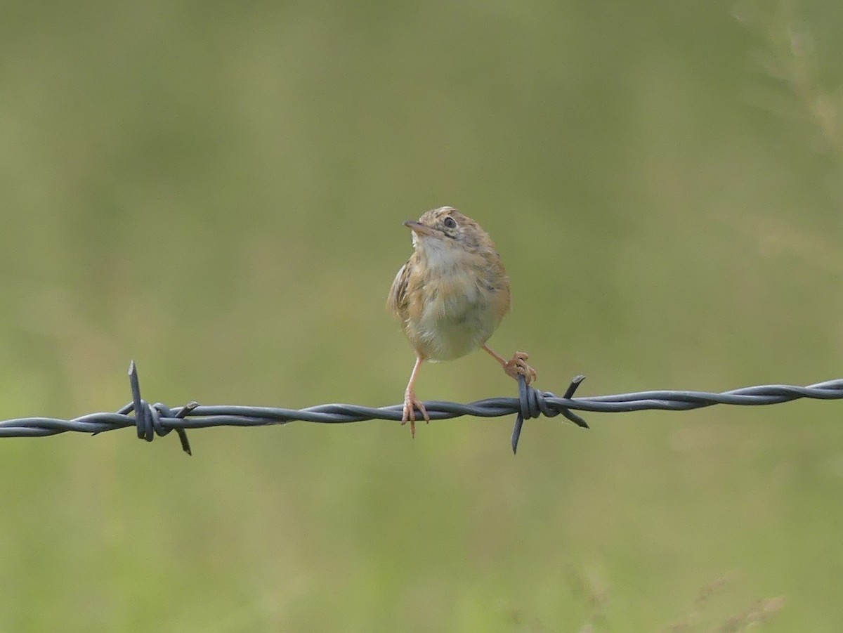 Golden-headed Cisticola - ML333726721