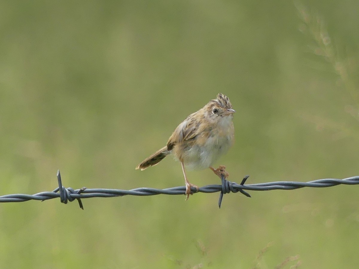 Golden-headed Cisticola - ML333726731