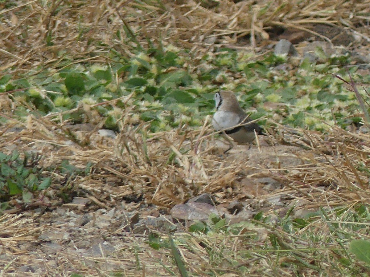 Double-barred Finch - ML333726771