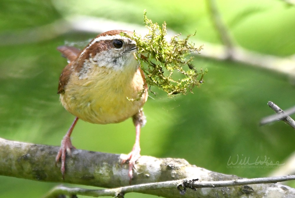 Carolina Wren - ML333728771