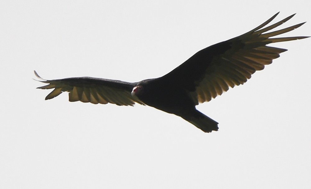 Turkey Vulture - ML333729881