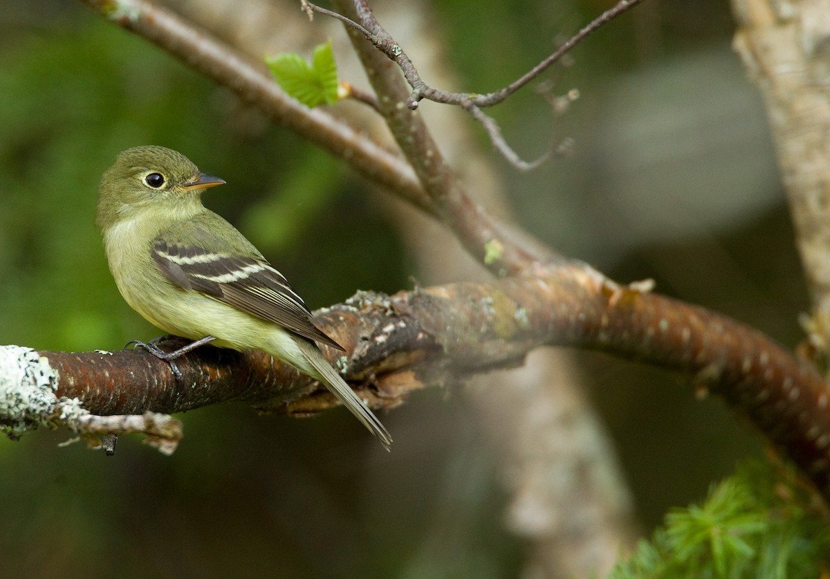 Yellow-bellied Flycatcher - Ian Davies