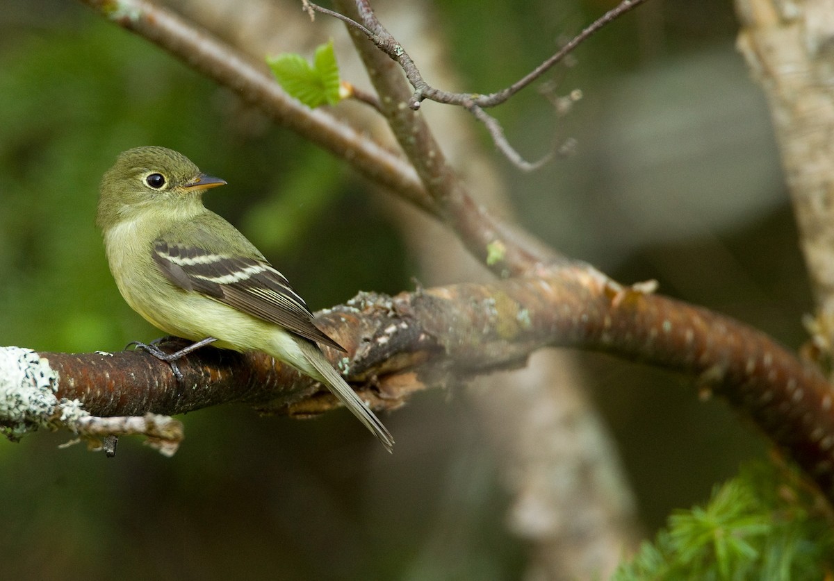 Yellow-bellied Flycatcher - ML33373041