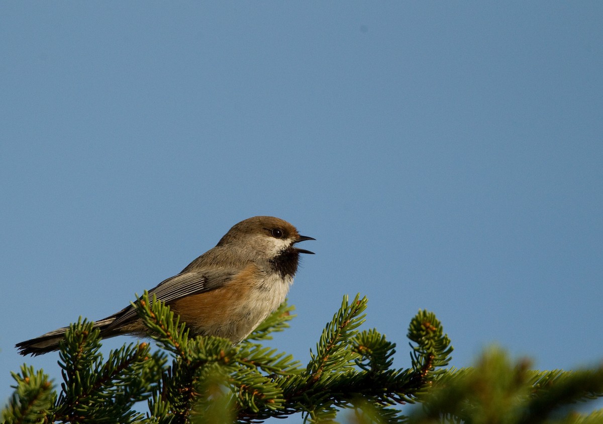 Mésange à tête brune - ML33373091