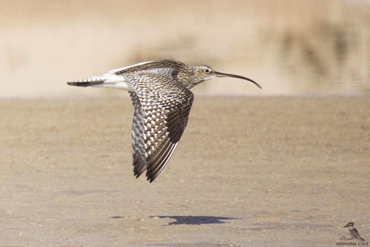 Eurasian Curlew - Georgina Cole