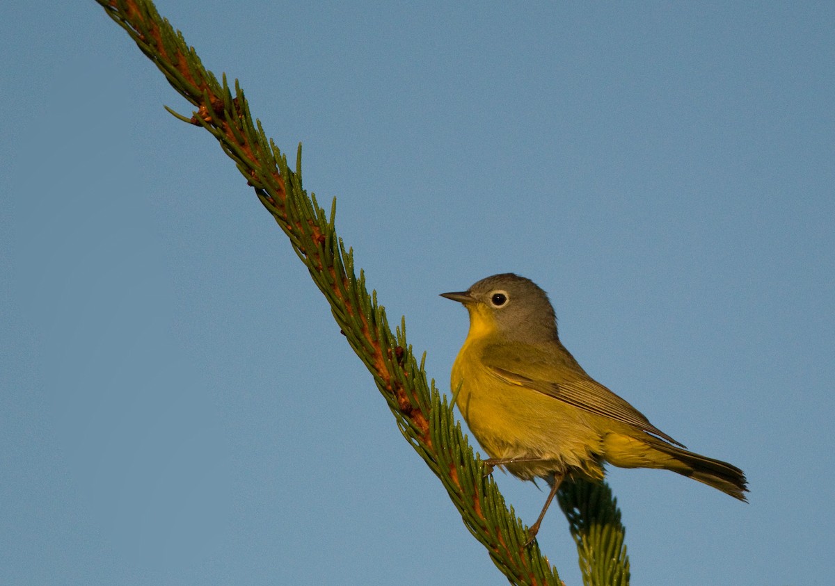 Nashville Warbler - ML33373231