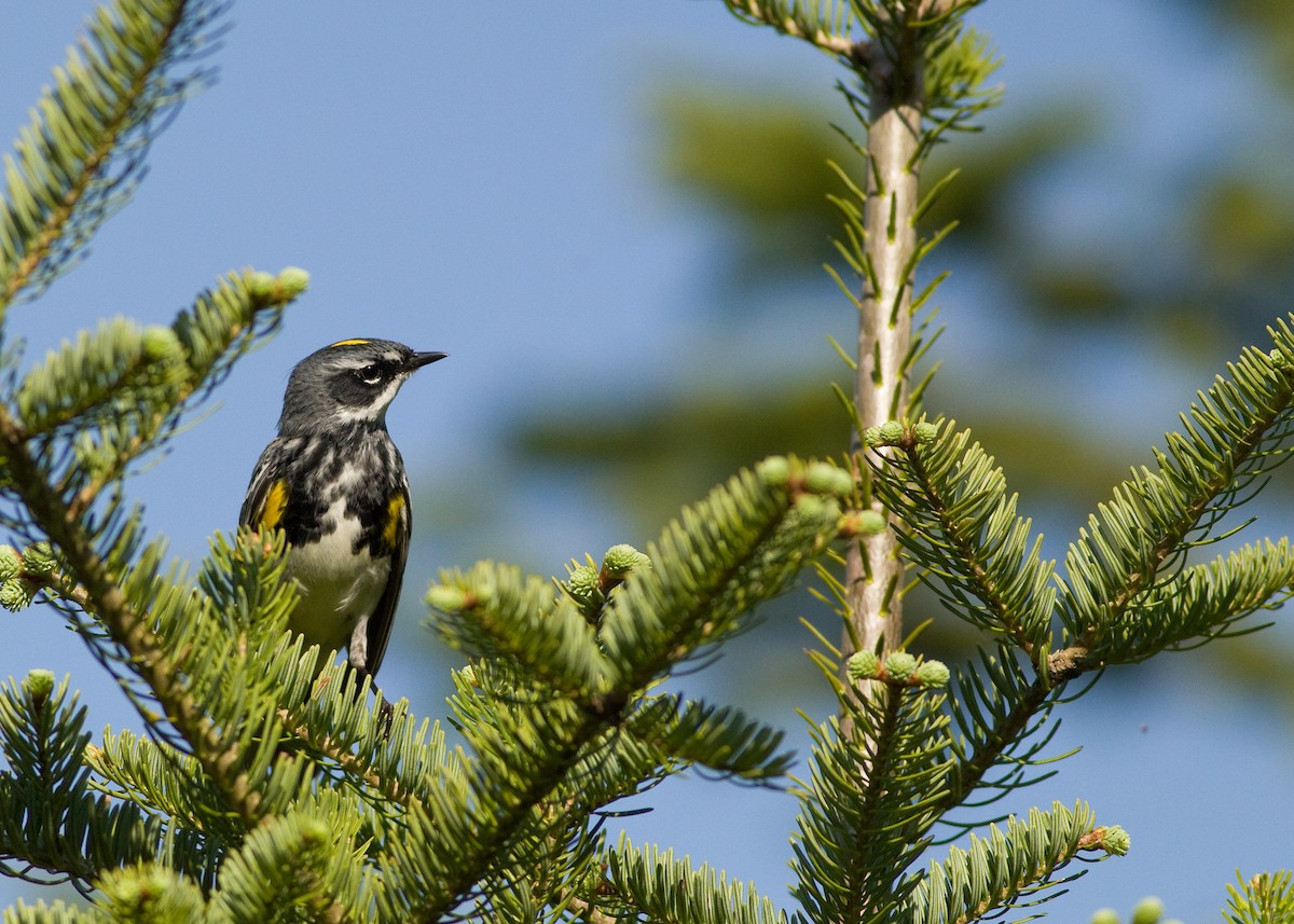 Yellow-rumped Warbler (Myrtle) - ML33373281