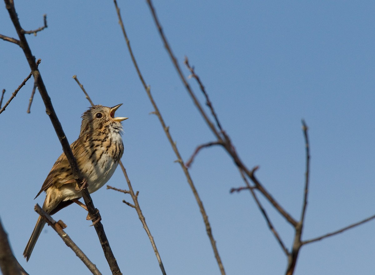 Lincoln's Sparrow - Ian Davies